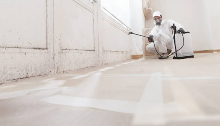 Importance of Mold Removal