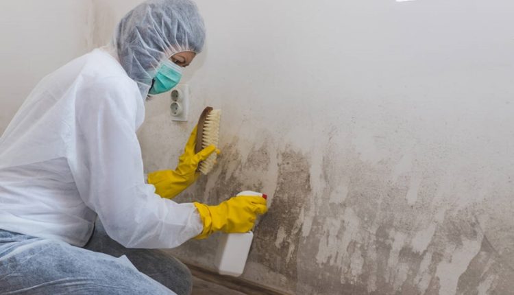 Importance of Mold Removal1