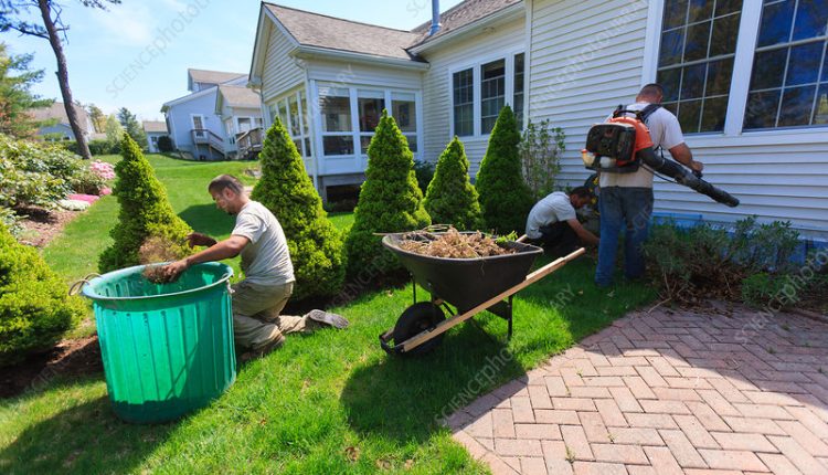 Successful Home Garden