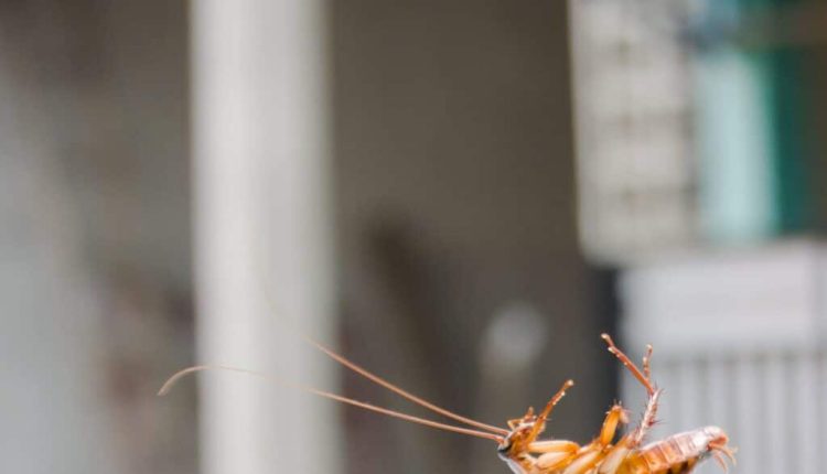Household Pests